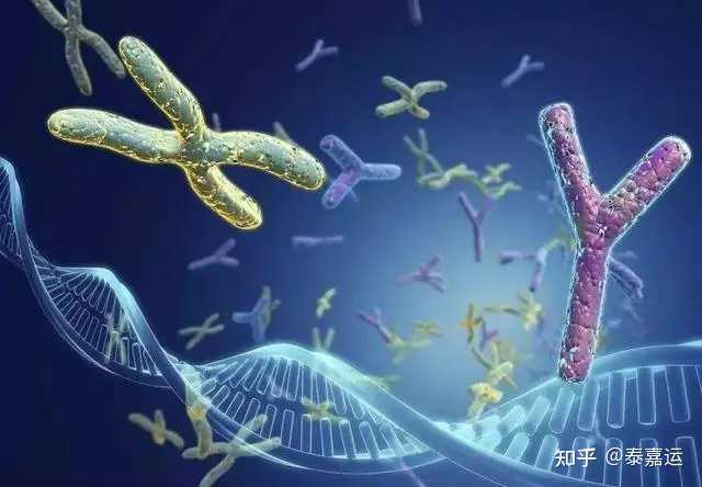 武汉试管求医必看:同济、协和生殖中心技术差异与成功率深度分析