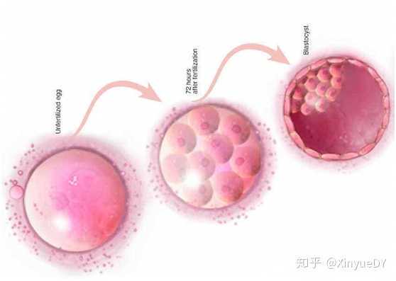 爱乐维不仅能补叶酸?揭秘复合维生素对备孕期卵子均匀发育的辅助作用